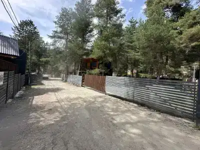 Жизнь в лесу - 60
