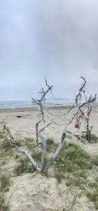 Green Island - 296