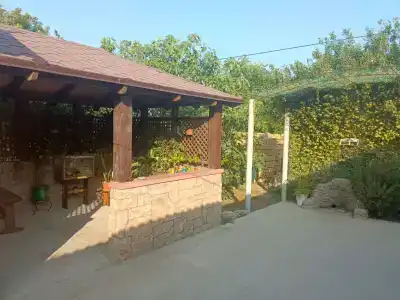 Агава - 115