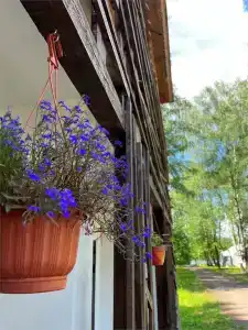 Гуси-Лебеди - 127