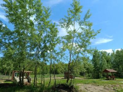 Зелень & The лень - 57