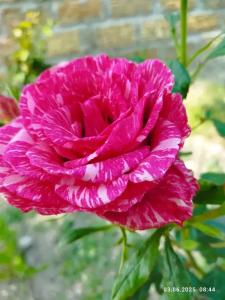 Ракушка Казантипа - 60