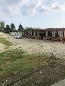 Серебристый эвкалипт - 10