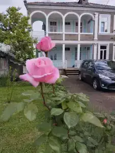 Хурма - 9