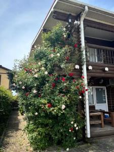 Белые Росы - 18