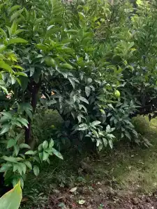 Часовая 18 - 19