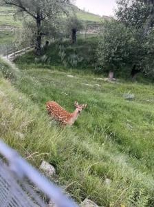 Гуниб Форест - 30