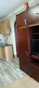 Афина - 41