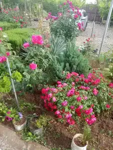 Лукоморье - 258