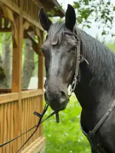 Махар - 200