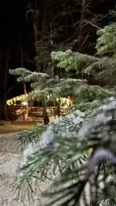 Fairy Fir Eco Retrit - 28