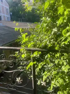 Уютный дворик - 76