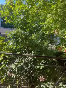 Уютный дворик - 80