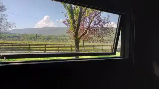 Vineyard - 8