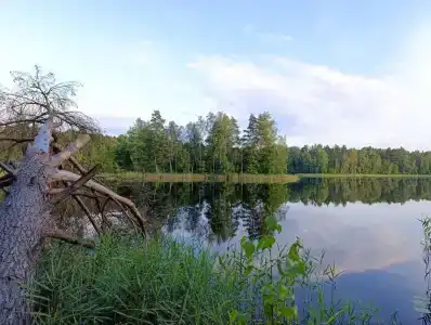 Жарынка - 19