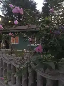 Bella - 15
