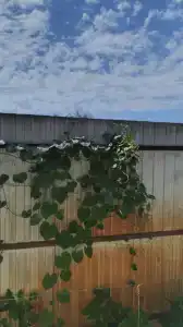 Дуслык - 54