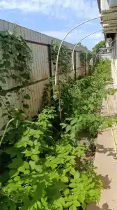 Дуслык - 59