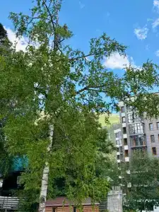 Шале - 152