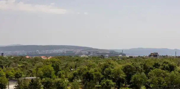 Сосны - 25