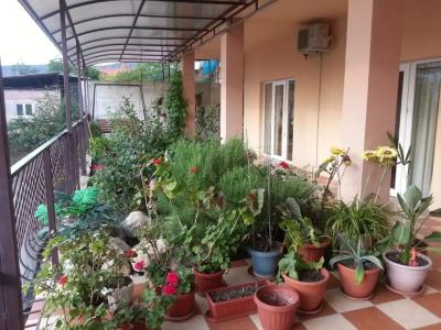 Голден роус - 0