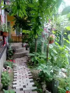 Ясень - 13