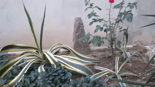 el Russo - 4