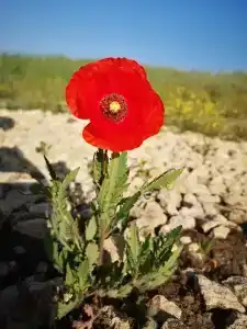 Коттедж, море, дельфины - 49