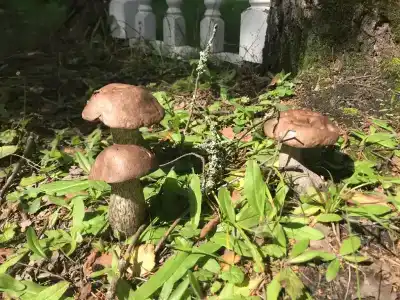 Гостевой дом Плещеево - 15