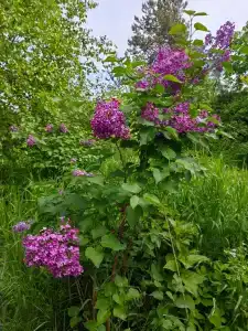 Частный дом для туристов - 15