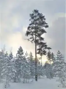 Семейный отдых в Карелии - 34