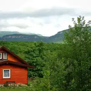 Дрозды - 5
