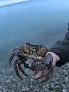 Аше & море - 53