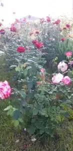 Семейный - 12