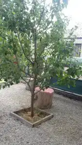 Лукоморье - 108