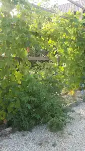 Лукоморье - 136