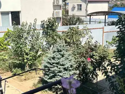Хаски - 23