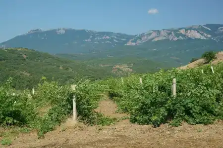 Вилла Аркадия - 3