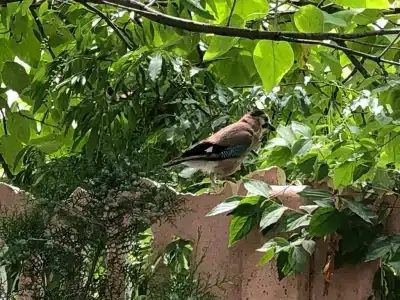 Южная дача - 17