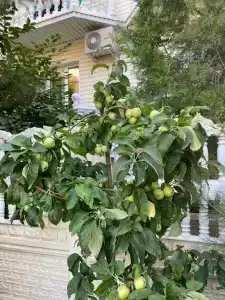 Южная дача - 18