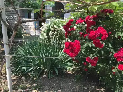 Киммерия - 8