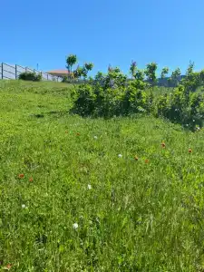 Киммерия - 9