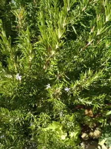 Лукоморье - 40