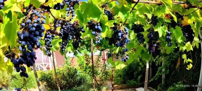 Лукоморье - 13