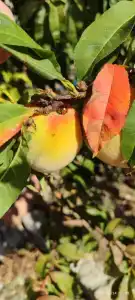 Лукоморье - 38