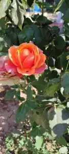 Лукоморье - 35