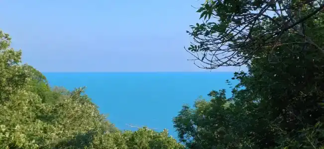 Дом Надежды с енотами - 0
