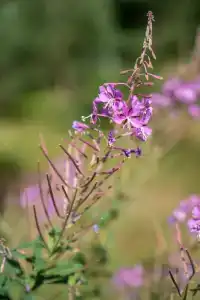 Коди Ярви - 121