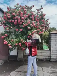 Сиртаки - 12
