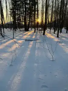 Береза Кантри - 28